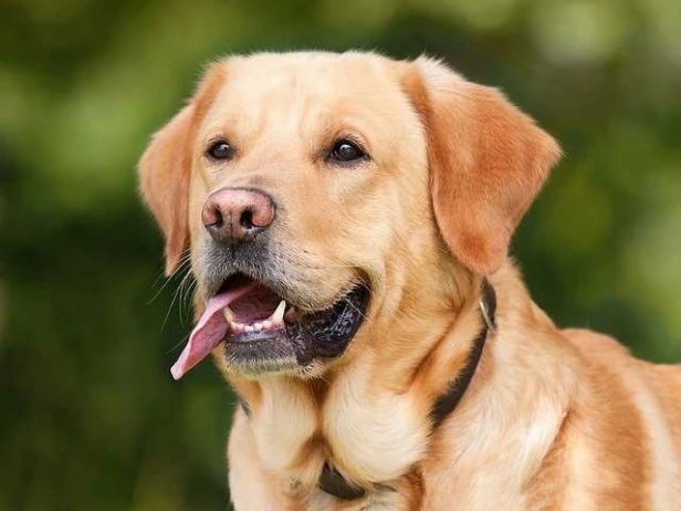 GEULINCX DiaDog'N'Cat tabletki na biegunkę dla psa i kota 1tabl.